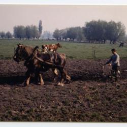 Ploegen met paard en kar, Assenede