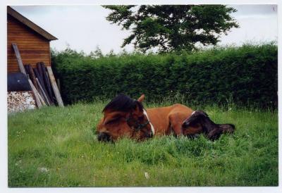 Geboorte van een veulen (2)
