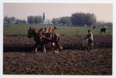 Ploegen met paard en kar, Assenede