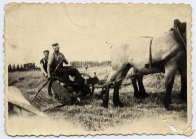 Pikbinder getrokken door paarden (2), Zelzate