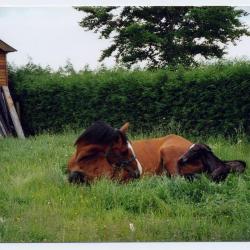 Maïs verhakselen op het veld