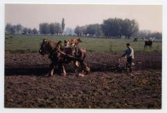 Ploegen met paard en kar, Assenede