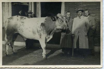 Vette Veemarkt Zomergem, ca. 1960