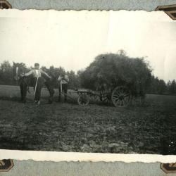 Klaar voor de oogst, Zomergem, ca. 1950