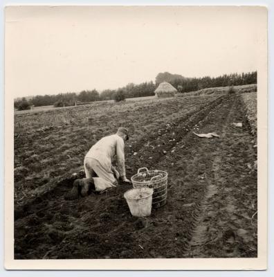 Aardappelen rapen (2), Waarschoot