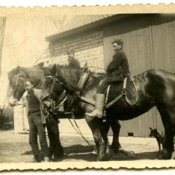 De werkpaarden van de familie Van Den Hende, Kaprijke