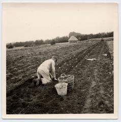 Aardappelen rapen (2), Waarschoot