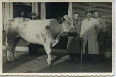 Vette Veemarkt Zomergem, ca. 1960
