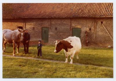 Luc Van Bastelaere en koe Cora (1), Evergem