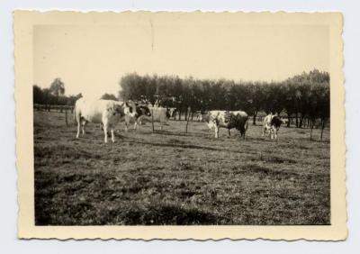 Koeien in de wei, Aalter