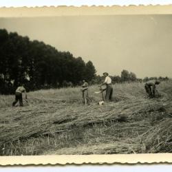 Familieportret in de boomgaard, Kaprijke