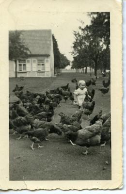 Hoeve met boomgaard en kippen, Waarschoot (bos), 1955
