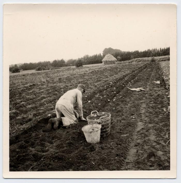 Aardappelen rapen (2), Waarschoot