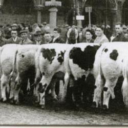 Stierenkeuring Brussel (?), 1965 (1)