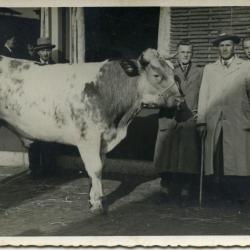 Vette Veemarkt Zomergem, ca. 1960