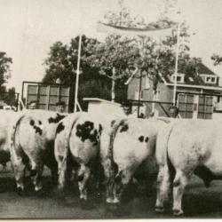 Stierenkeuring Brussel (?), 1965 (2)