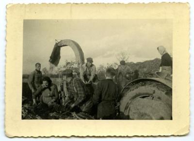 Maïs verhakselen op het veld