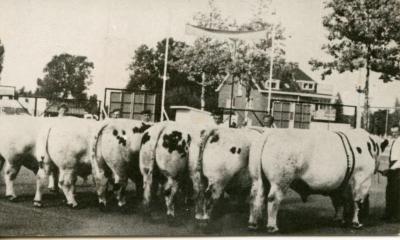 Stierenkeuring Brussel (?), 1965 (2)