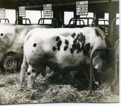 Centrum voor Kunstmatige Inseminatie KI, Zomergem, 1968