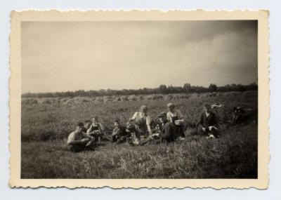 Schaften tijdens de oogst, Zomergem