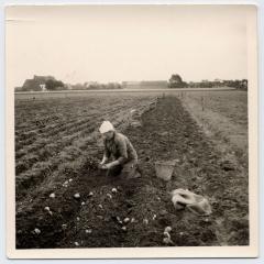 Aardappelen rapen (1), Waarschoot
