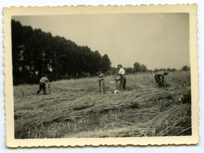 Pikken met de hand, Kaprijke