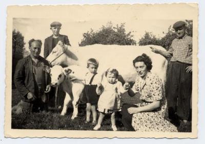 Eerste keizersnede van een koe, Bellem