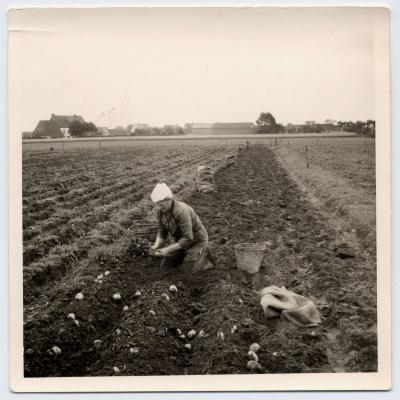 Aardappelen rapen (1), Waarschoot