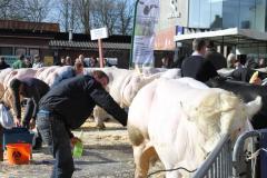 Vet vee proper maken op de Vette Veemarkt, 2014