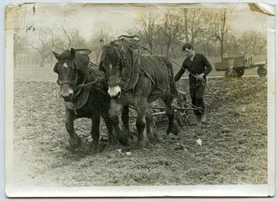 Laatste keer ploegen met paard en kar (III)