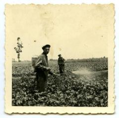 Sproeien tegen de 'ploage'