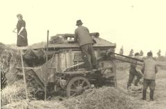 Graan dorsen met een dorsmachine, Zelzate, 1950