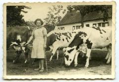 Simon Verdonck bij de koeien