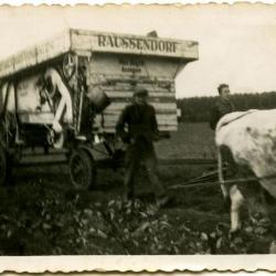 Drie generaties Buysse halen de oogst binnen, Evergem, 1975