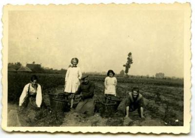 Aardappelen rooien met hulp van os