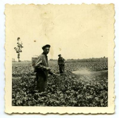 Sproeien tegen de 'ploage'