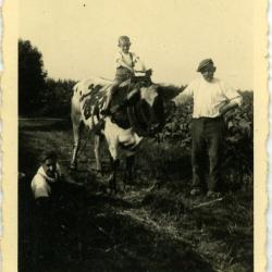 Laatste keer ploegen met paard en kar (II)