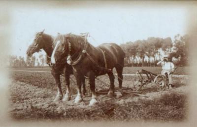 Ploegen met paard, Boechoute
