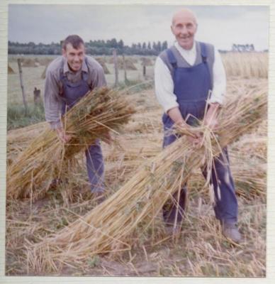 Familie De Coninck oogst (V)
