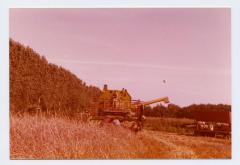 Pikdorsen in Ertvelde (II)