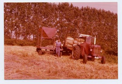 Graan in zakken na het dorsen, Ertvelde (II)