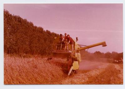 Pikdorsen in Ertvelde (I)