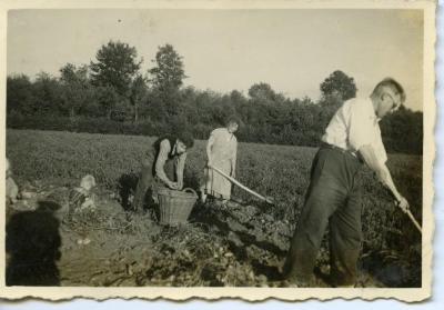 Aardappelen oogsten