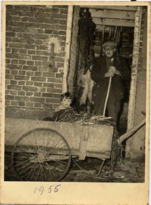 Grootvader en kleindochter mesten paardenstal uit, Eeklo, 1956