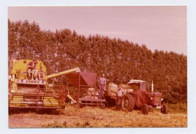 Graan in zakken na het dorsen, Ertvelde (I)