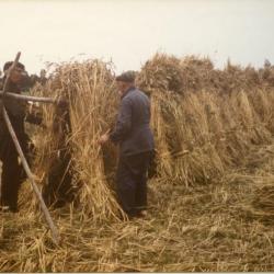 Landbouwer bakt tarwebrood (II)