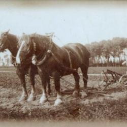 Ploegen met paard, Boechoute