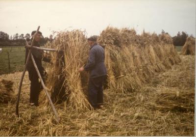 Familie De Coninck oogst (VI)
