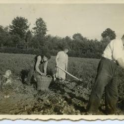 Ploegen met de os, Lembeke, 1930-1940