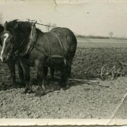 "Schoven" binden op het land in Sleidinge, 1933